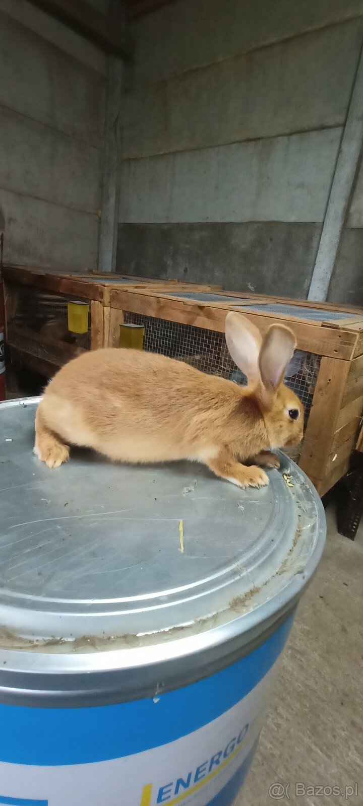 Sprzedam króliki 3 miesięczne - 4