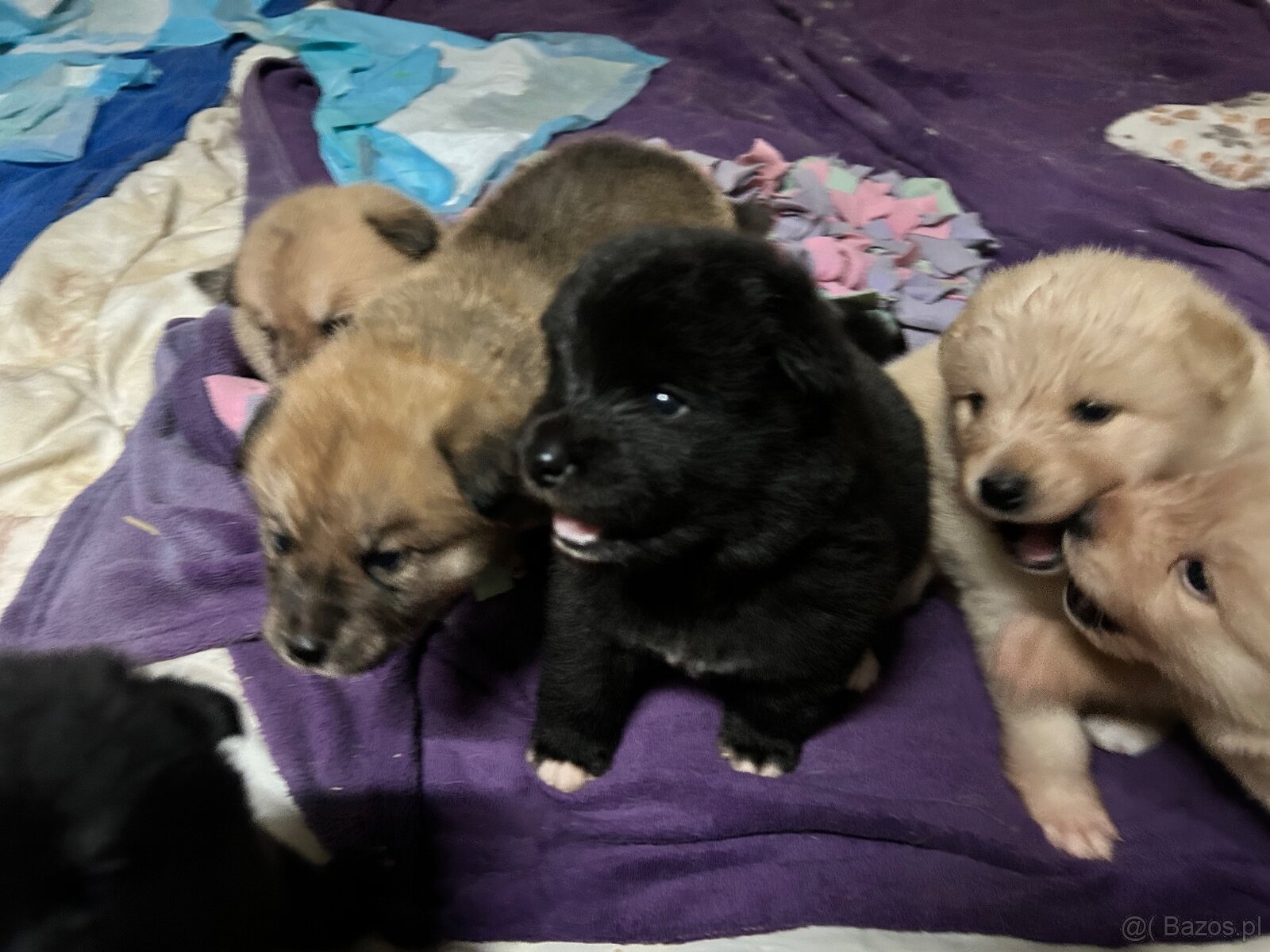 Oddam w dobre ręce cztery urocze szczeniaki akita inu - 4