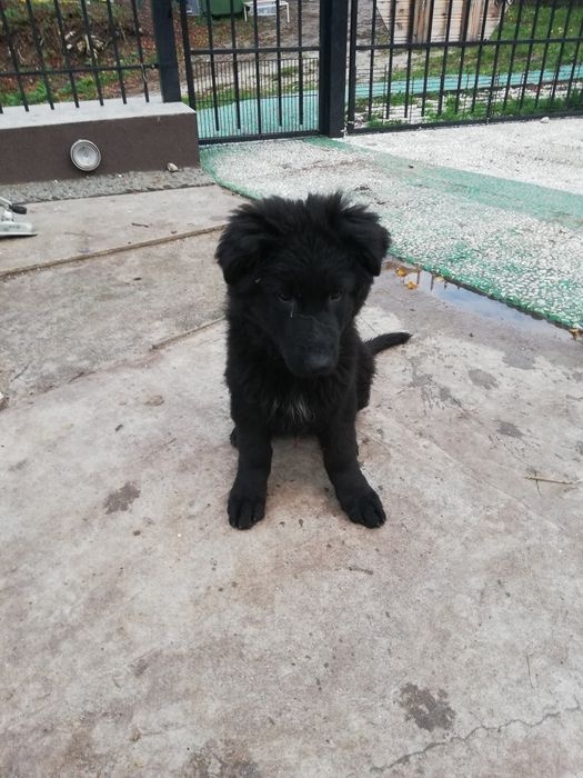 Szczeniak owczarka niemieckiego - 4