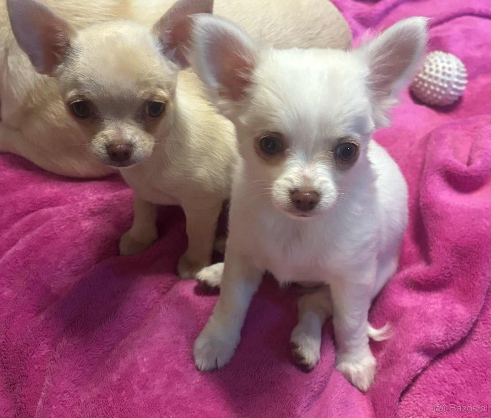 Śliczna dziewczynka długowłosa Chihuahua - 4
