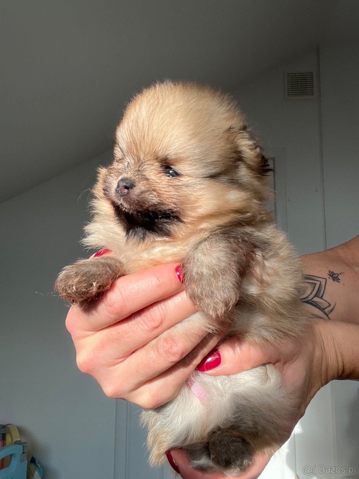 Pomeranian/ Szpic miniaturowy - 4