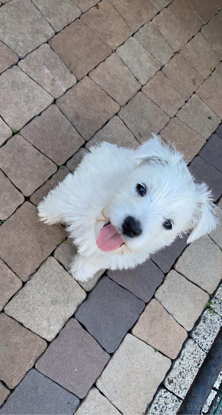 West Highland White Terrier - 4