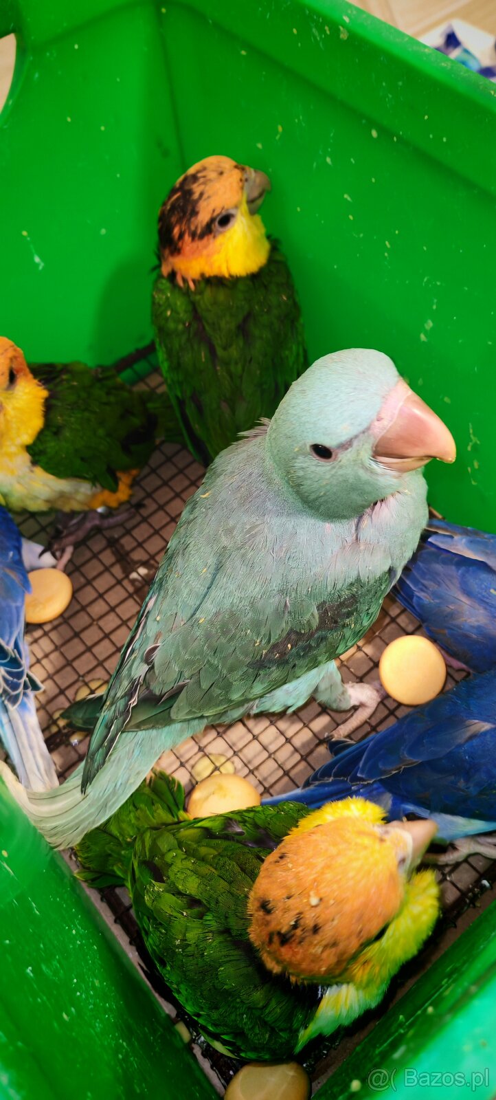 barwinka białobrzucha - 4