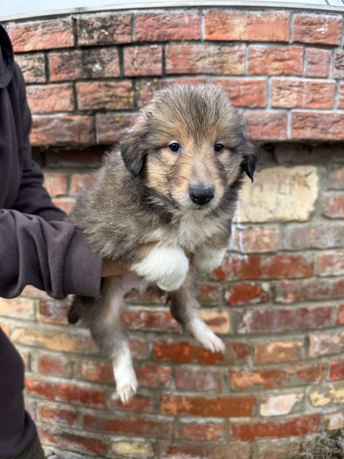 owczarek szkocki - 4