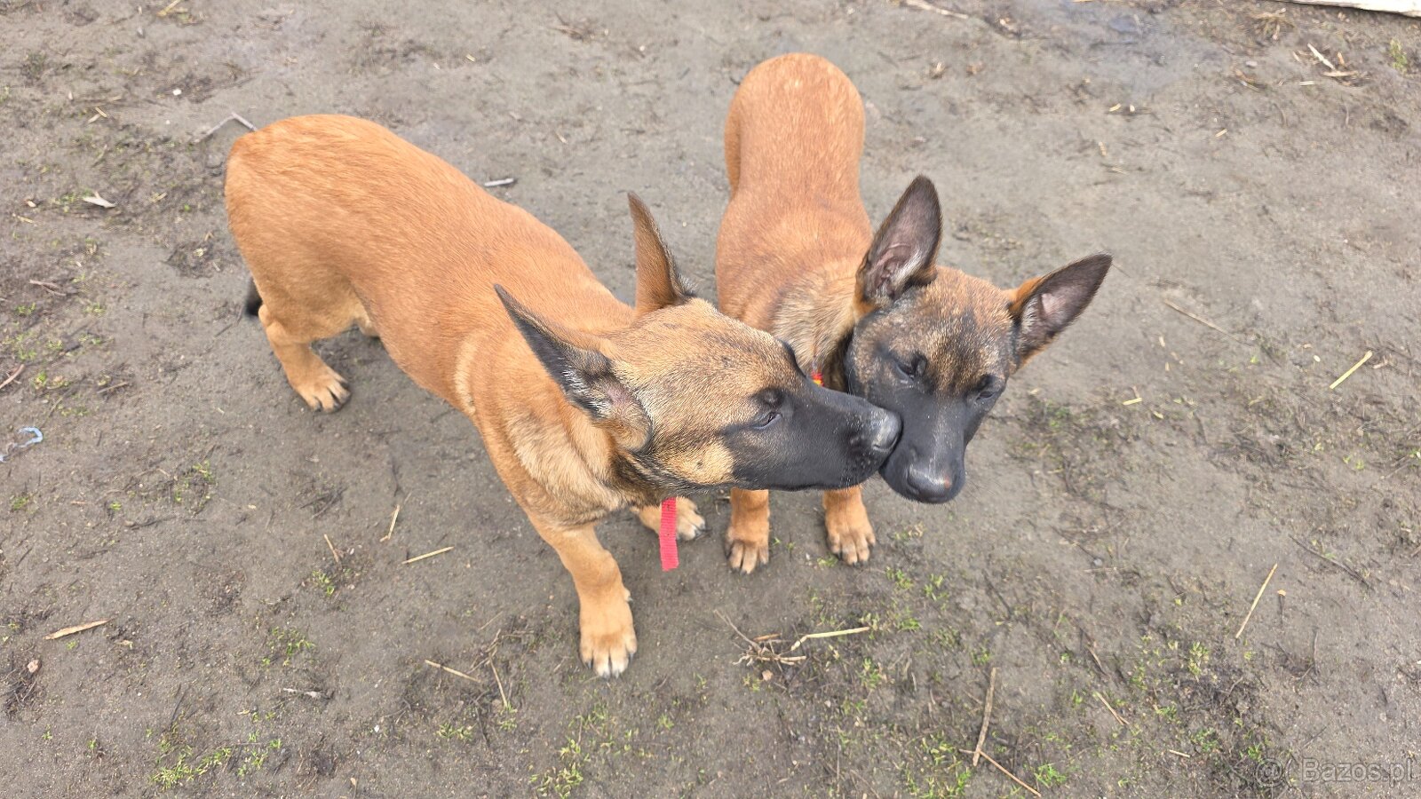 Owczarek belgijski - 4