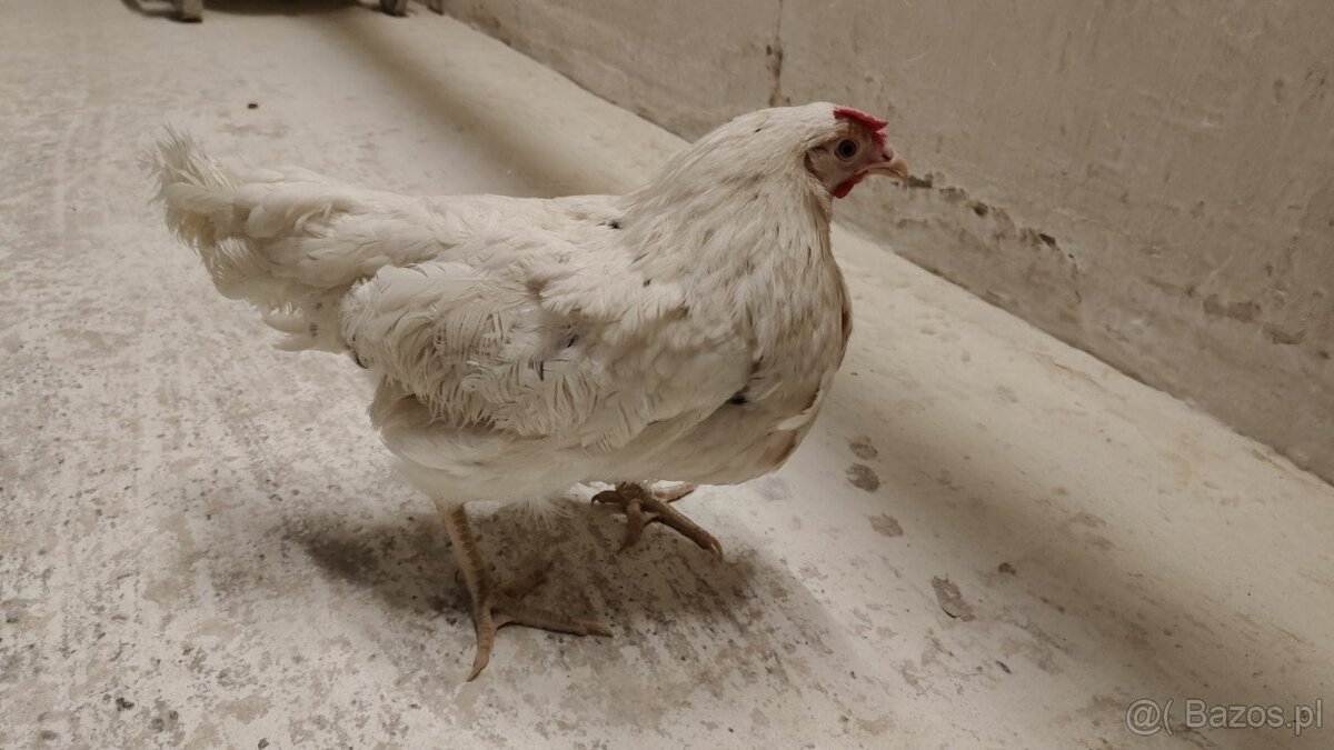 Kury z jajkiem Rossa - 4