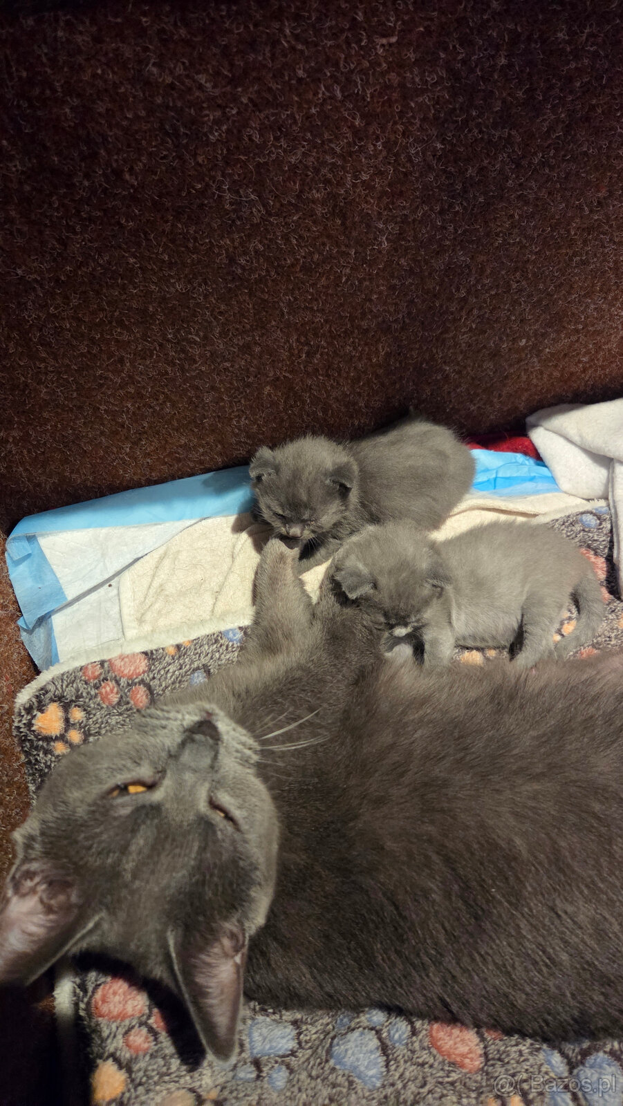 Kocięta kartuskie (Chartreux) z rodowodem FIFe na sprzedaż - 4
