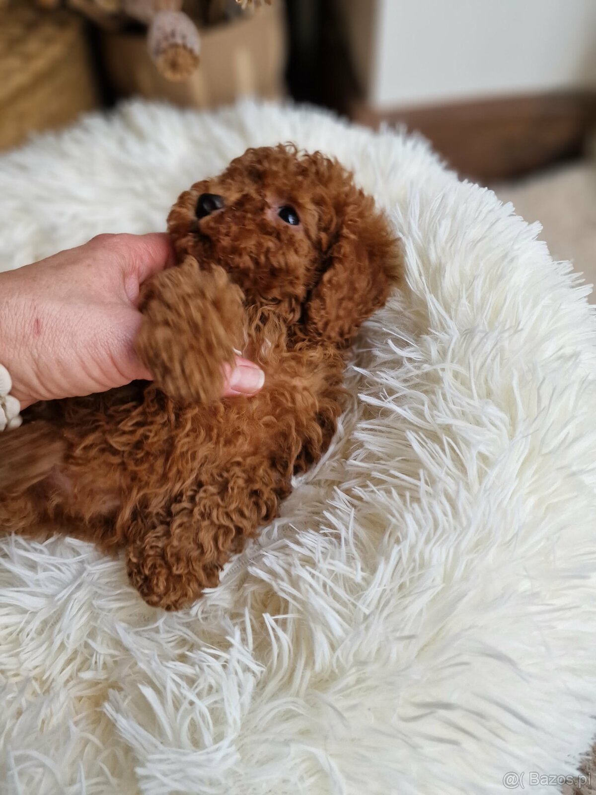 Pudel toy chlopczyk badania genetyczne - 4