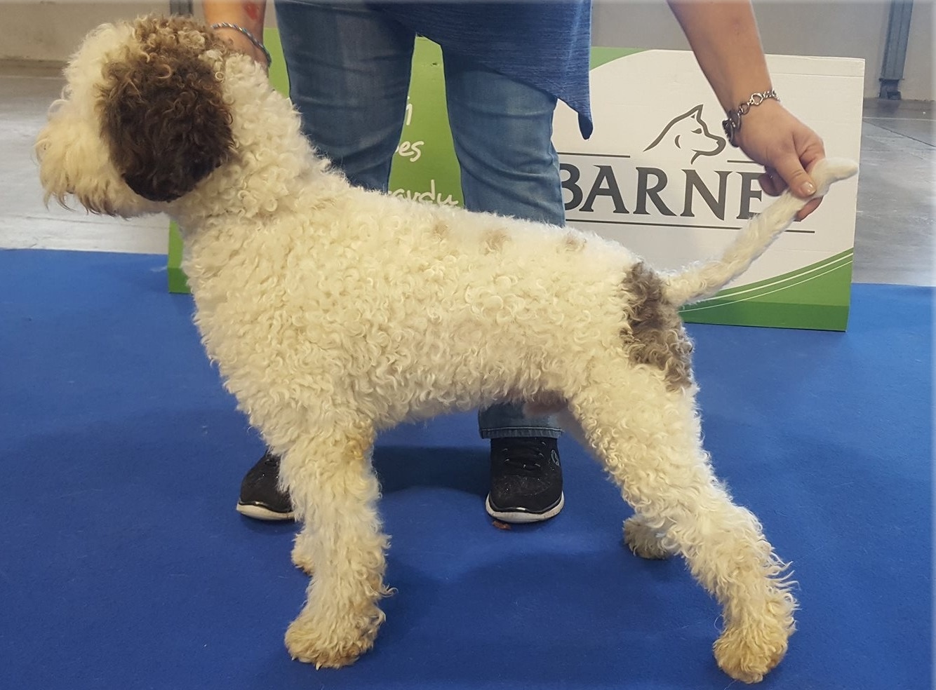 Lagotto Romagnolo - 4