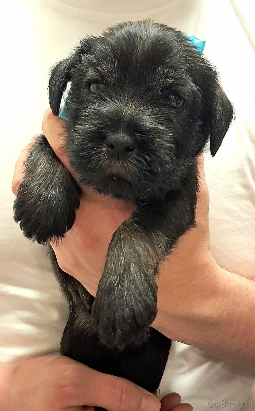 samiec-sznaucer średni pieprz i sół - 4