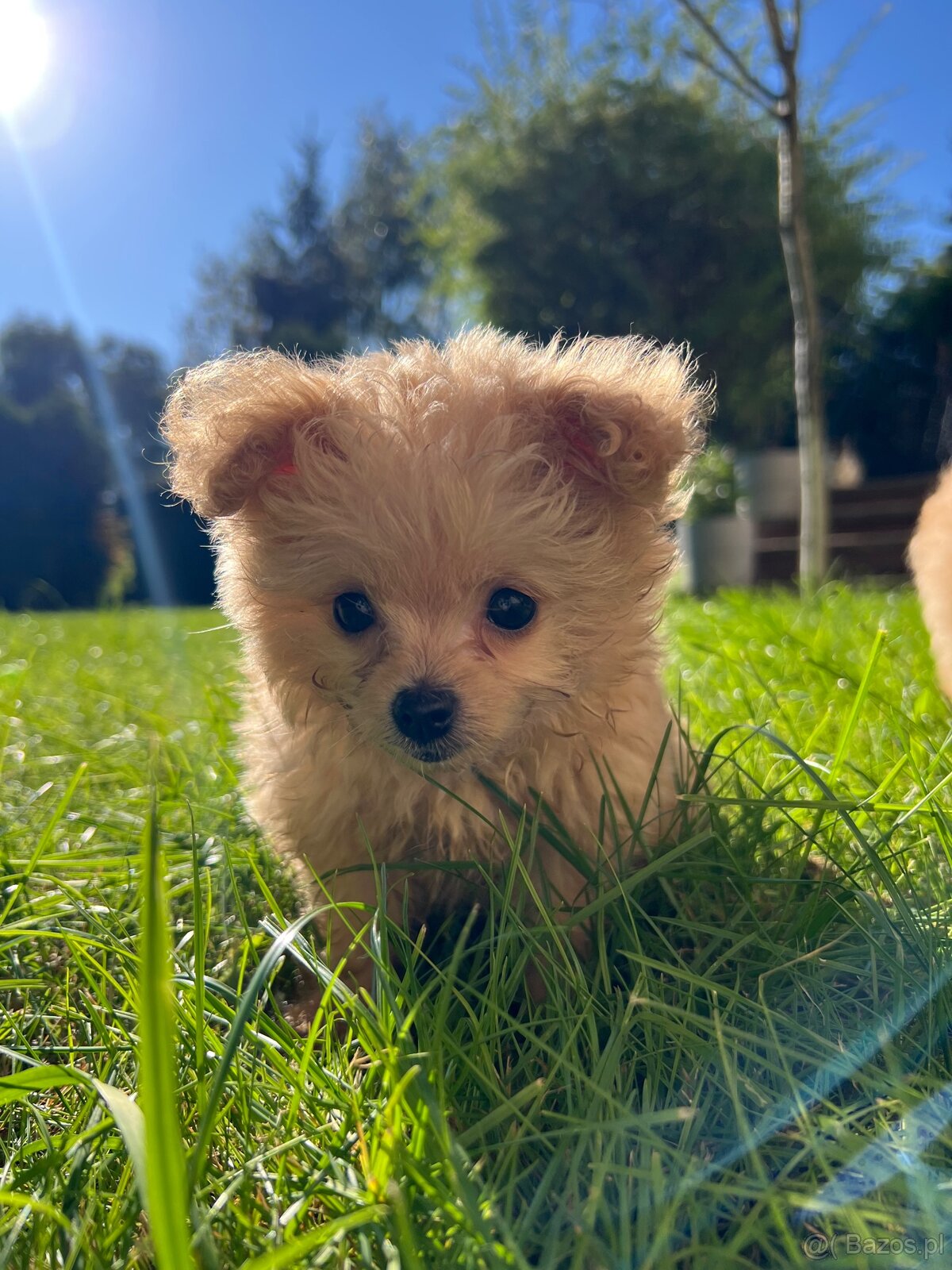 Piesek Pomapoo Maltipoo Miniaturka puchaty miś pies z rodowo - 4