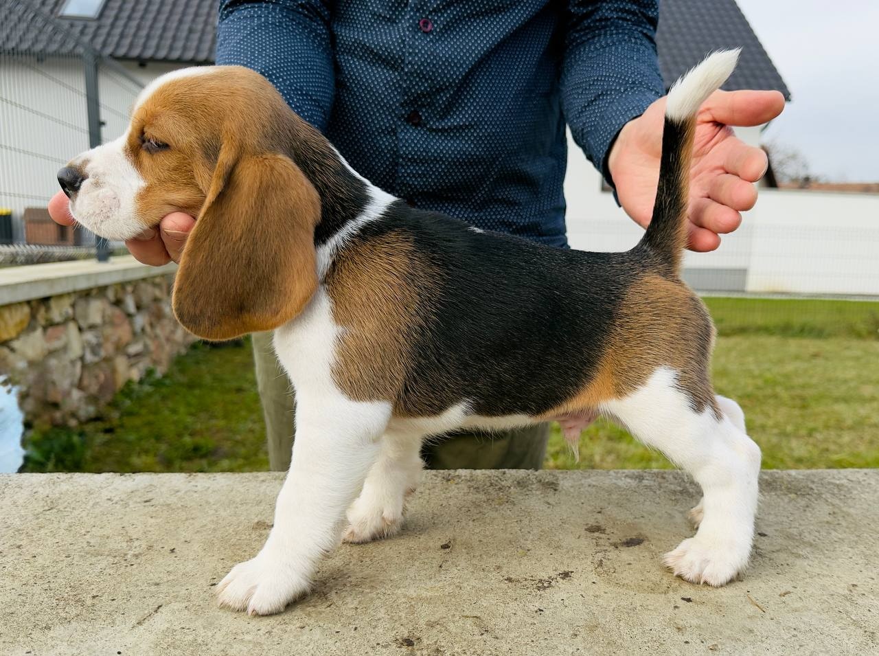 Szczenięta beagle z rodowodem - 4