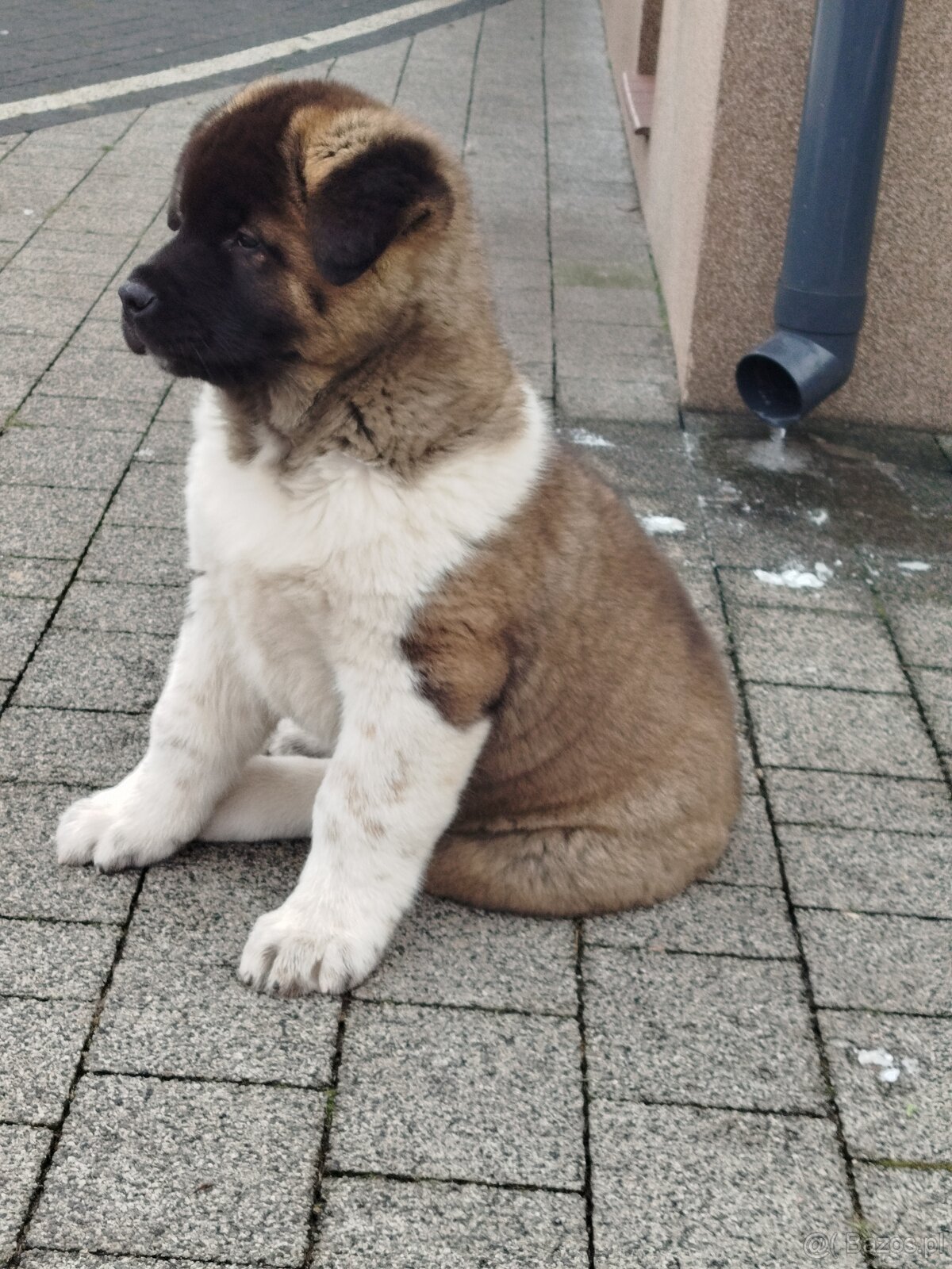 Akita amerykańska pies - 4