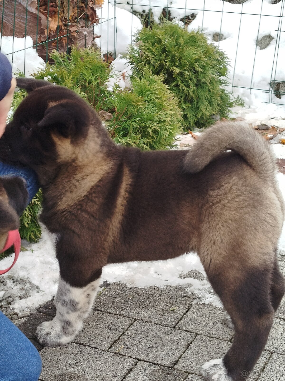 Akita amerykańska suczka - 4