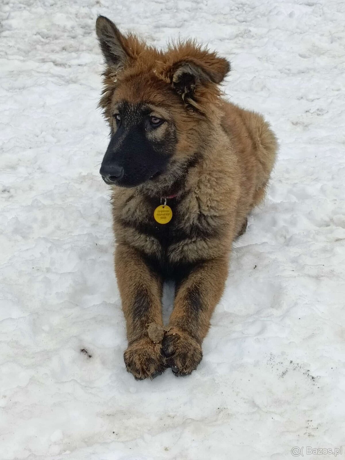 Suczka owczarek niemiecki długowłosy - 4