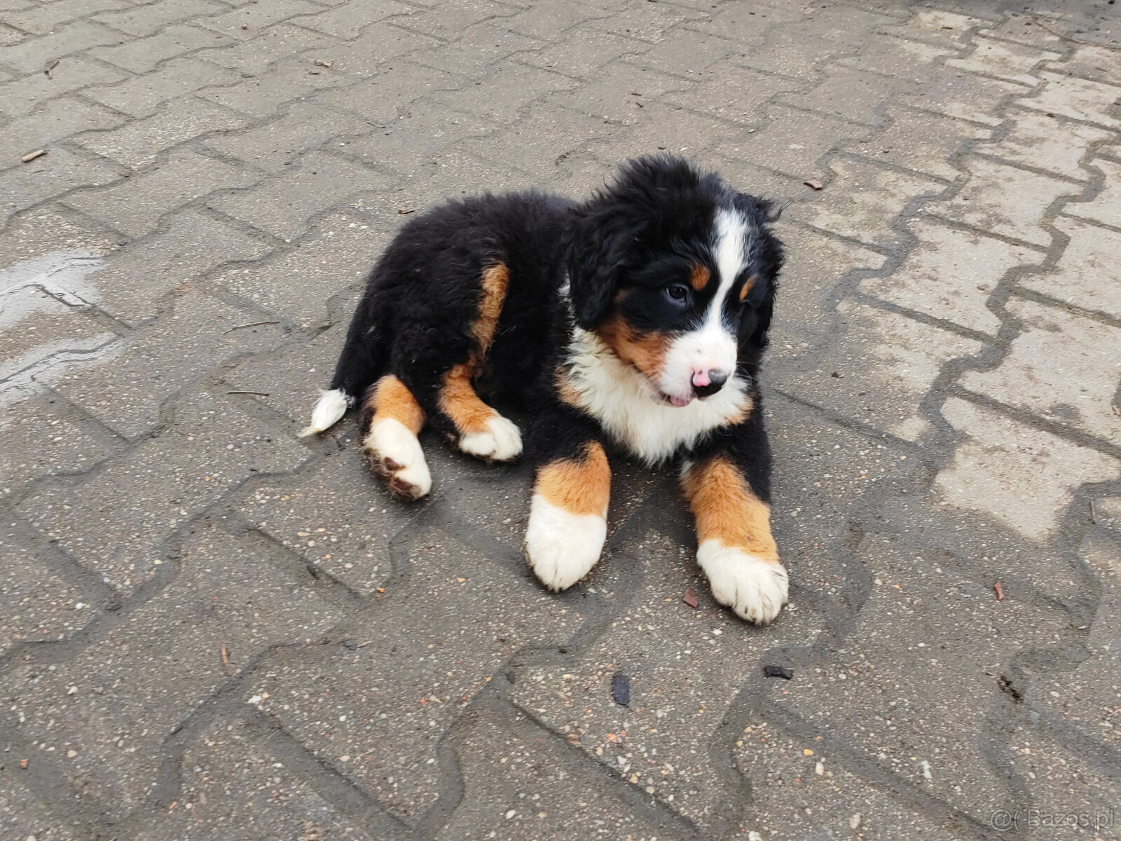 Szczenieta Berneński Pies Pasterski - 4