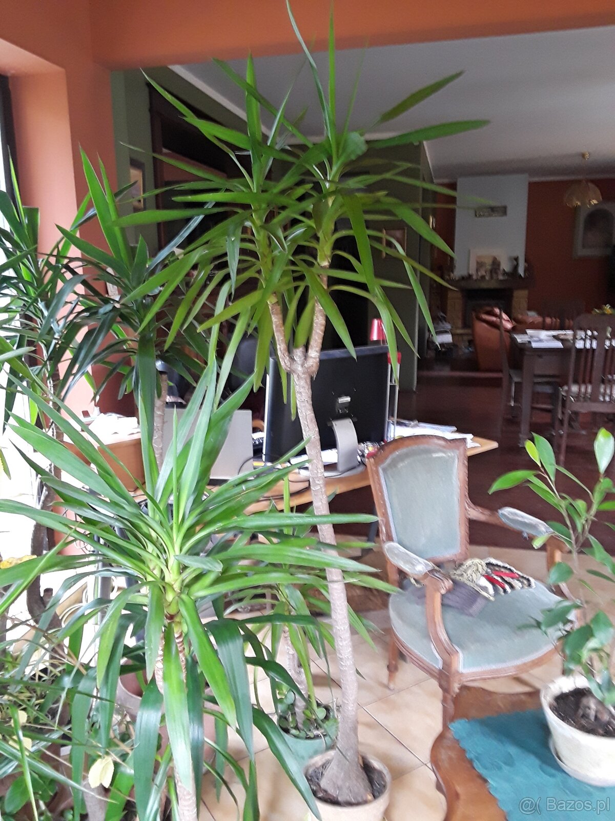 Kiaty doniczkowe - 4