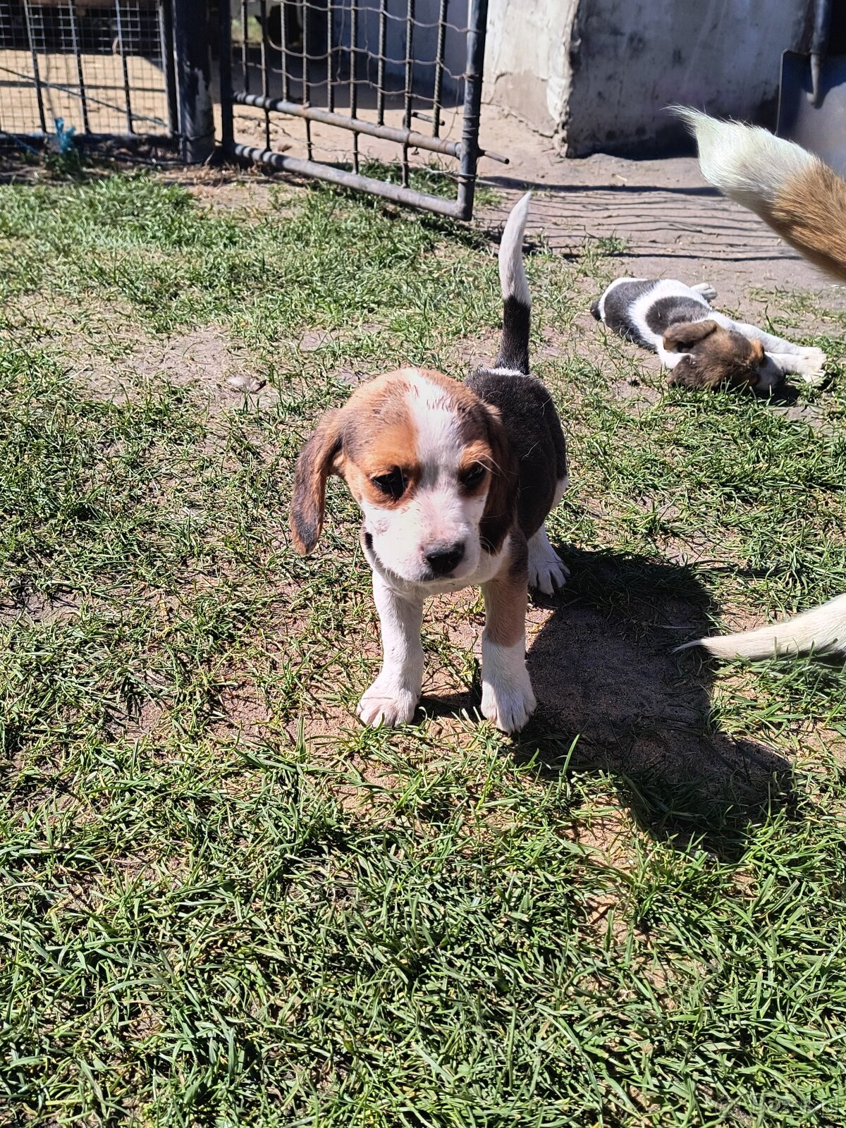 Beagle - 4