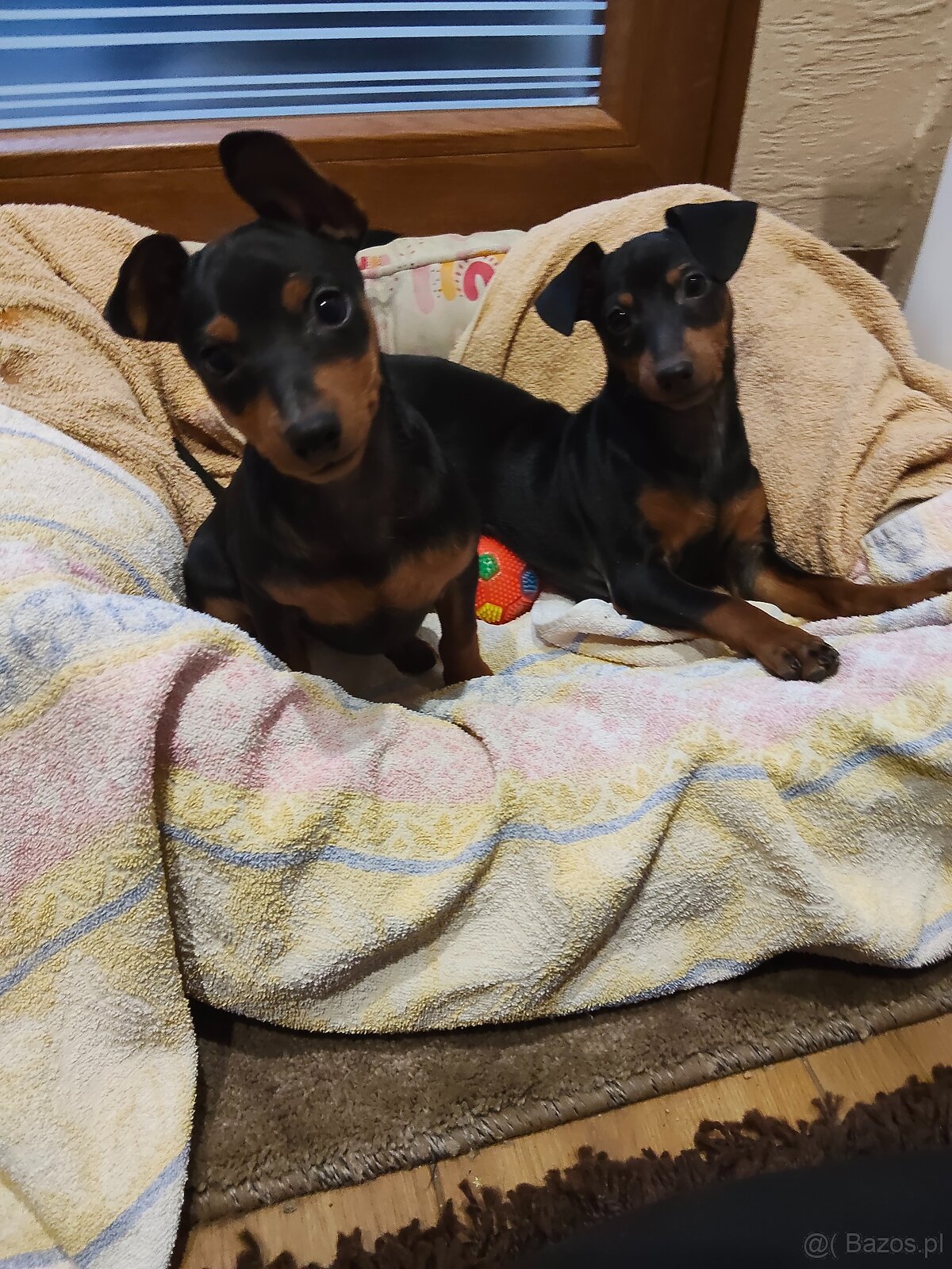 Pinczer miniaturowy - 4