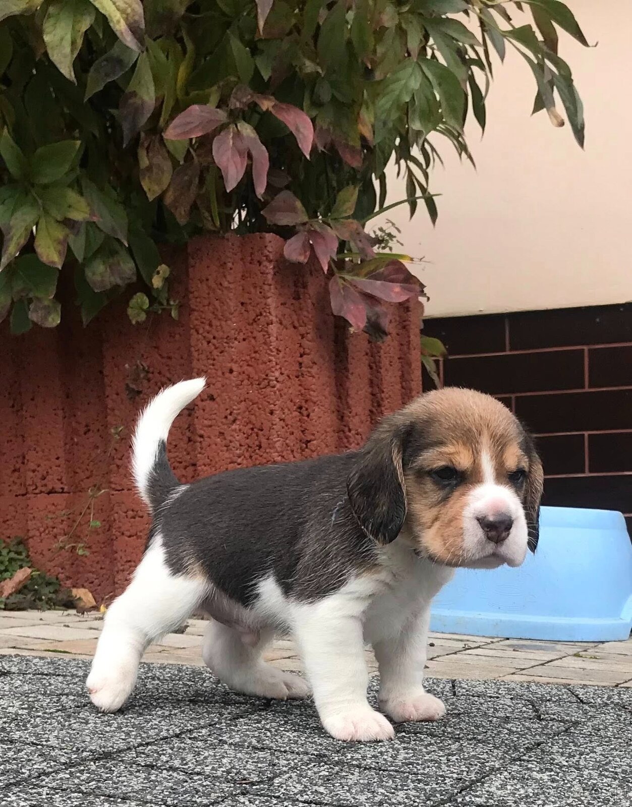 Beagle / Bigle - szczenięta rodowodowe ZKwP / FCI po Champio - 4