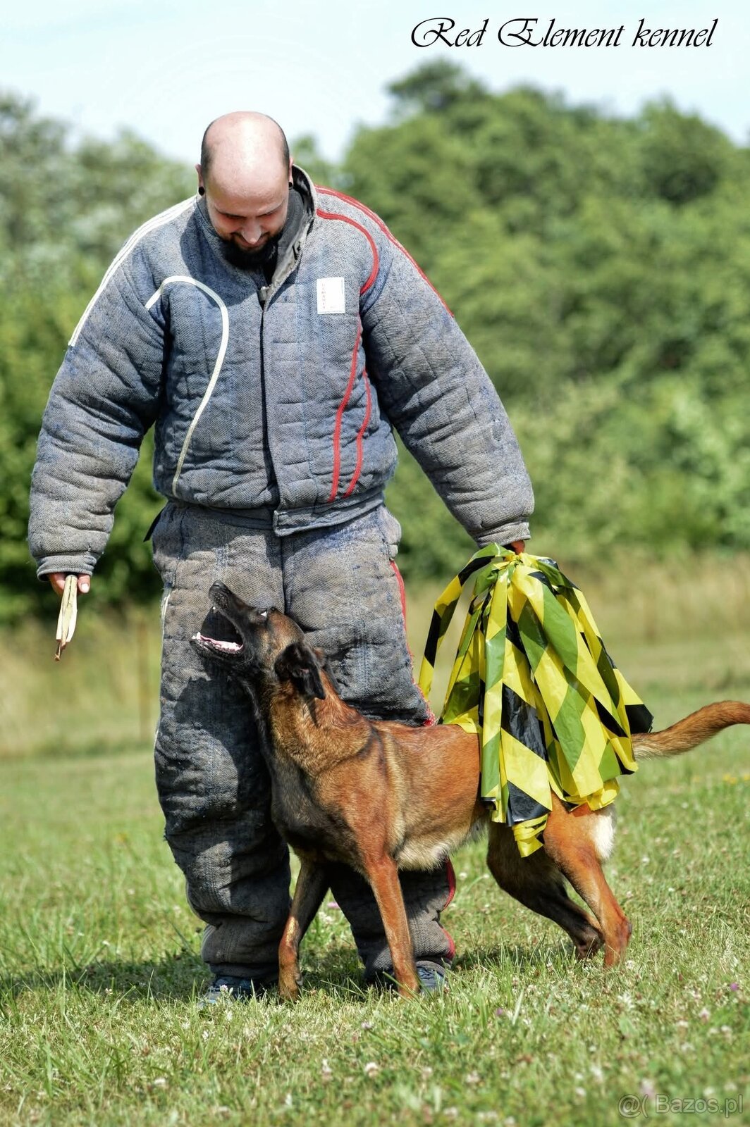 Owczarek belgijski malinois z rodowodem FCI - 4