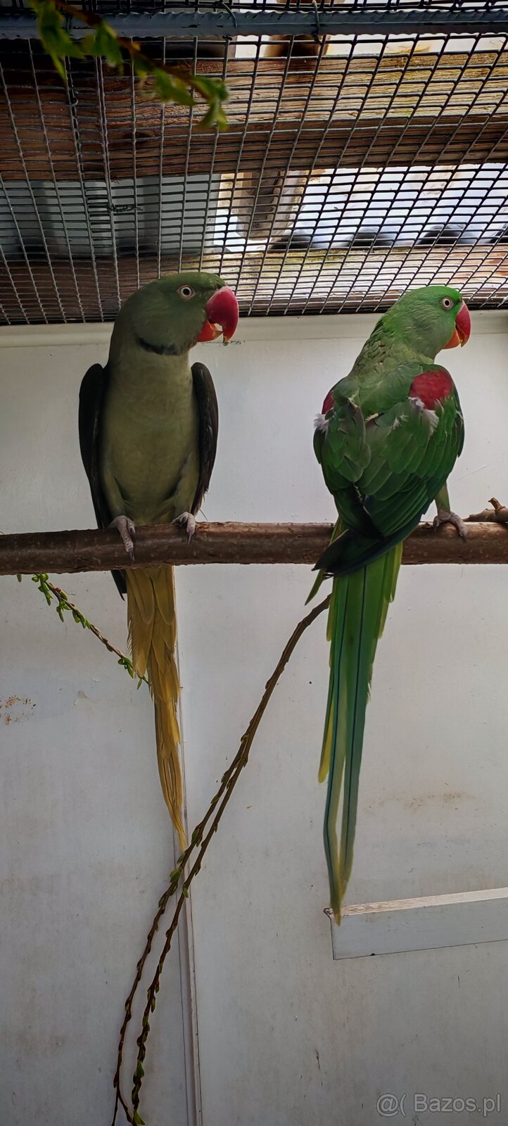 Alwksandretty wielke, kakadu ruzove - 4