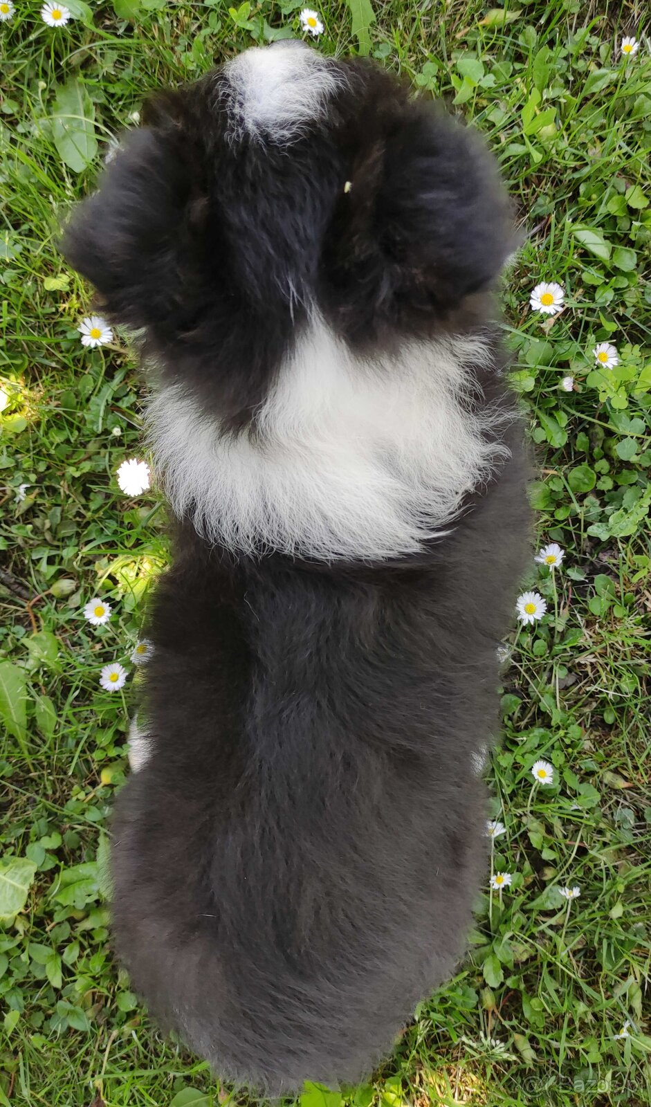 Piękny czarno-biały Border Collie, pies ZAFIR z hodowli, peł - 4