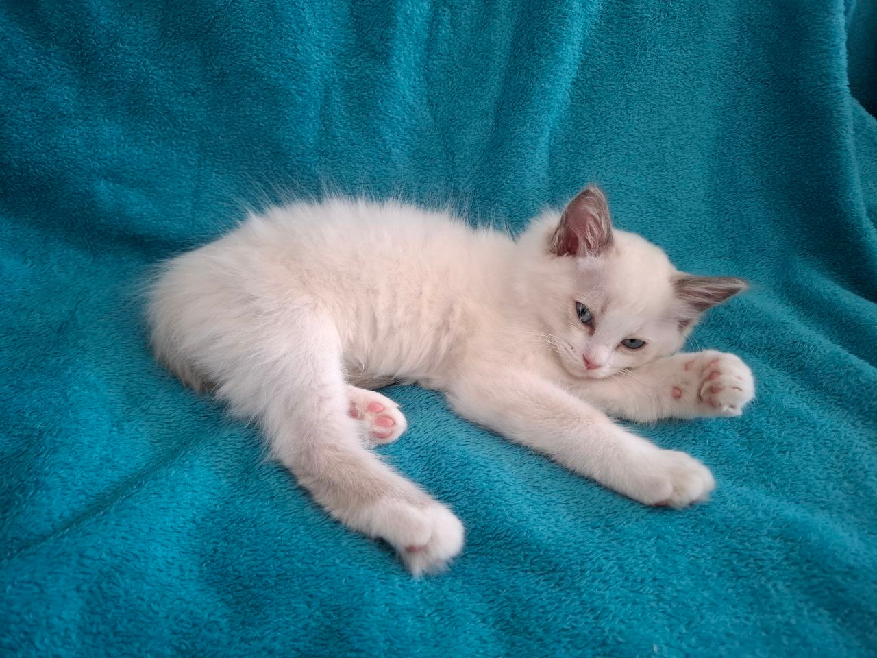 Rodowodowe kocięta Ragdoll - gotowe do zamieszkania - 4