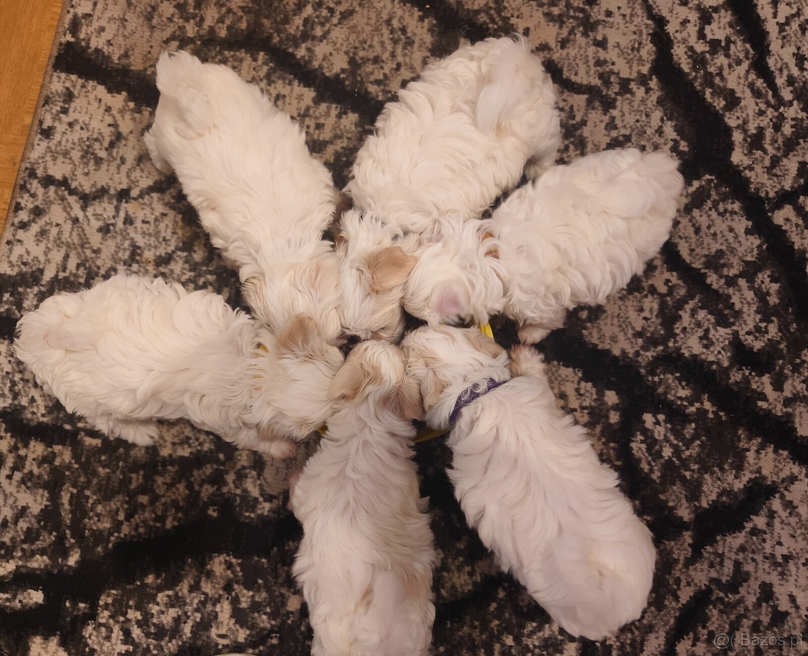 Maltańczyki szczeniaki , maltańczyk - 4