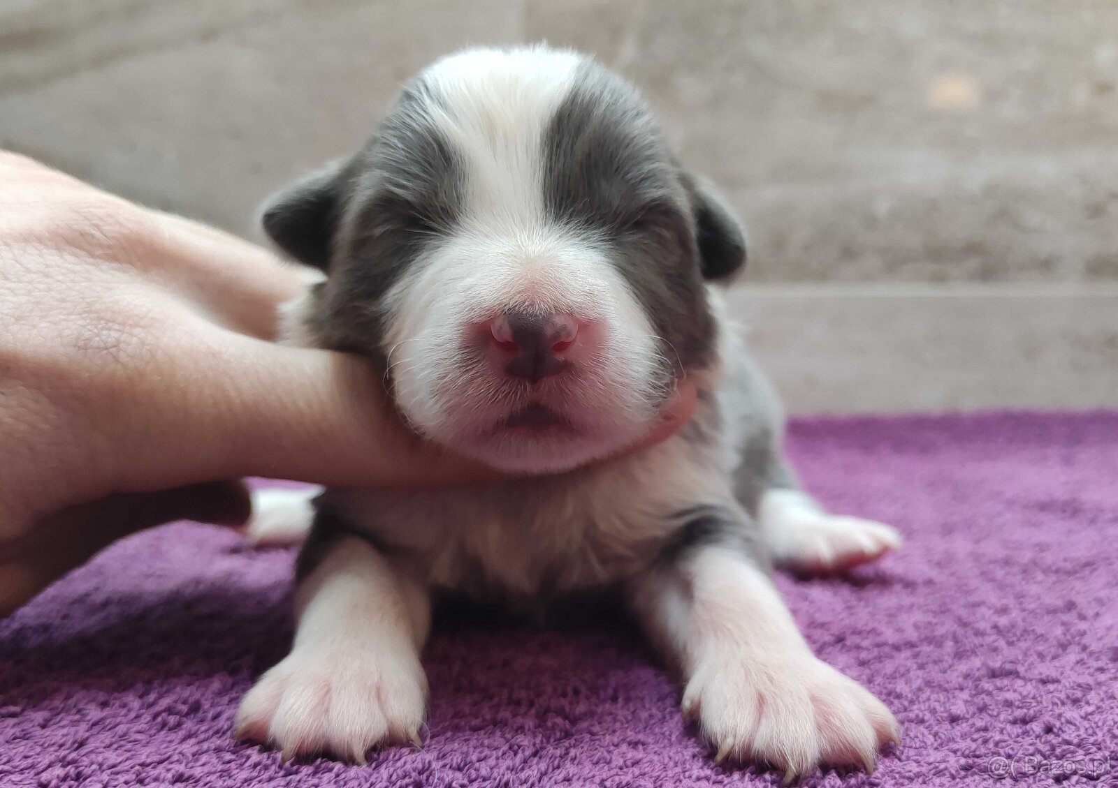 Rasowy Pies Border Collie - Szczeniak WINTER z pełną dok. z - 4