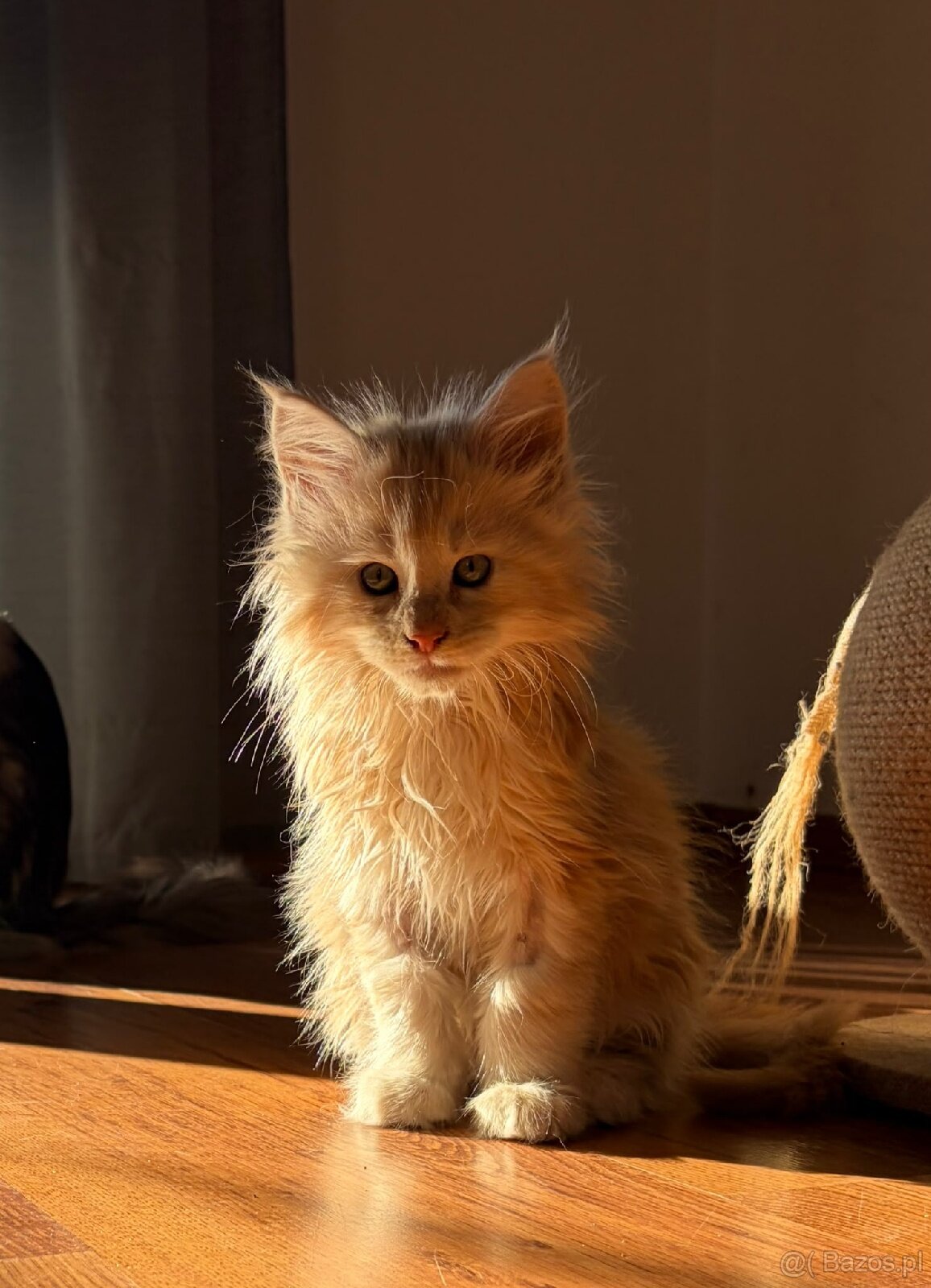 Maine Coon – wyjątkowe kocurki szukają kochających - 4