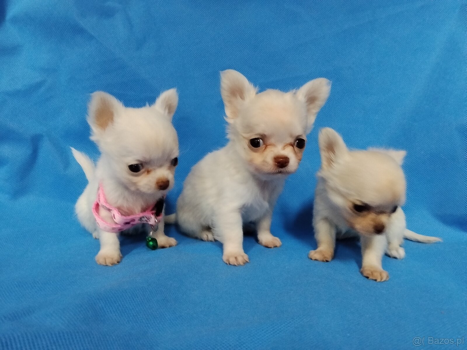 Śliczne malutkie chihuahua - 4