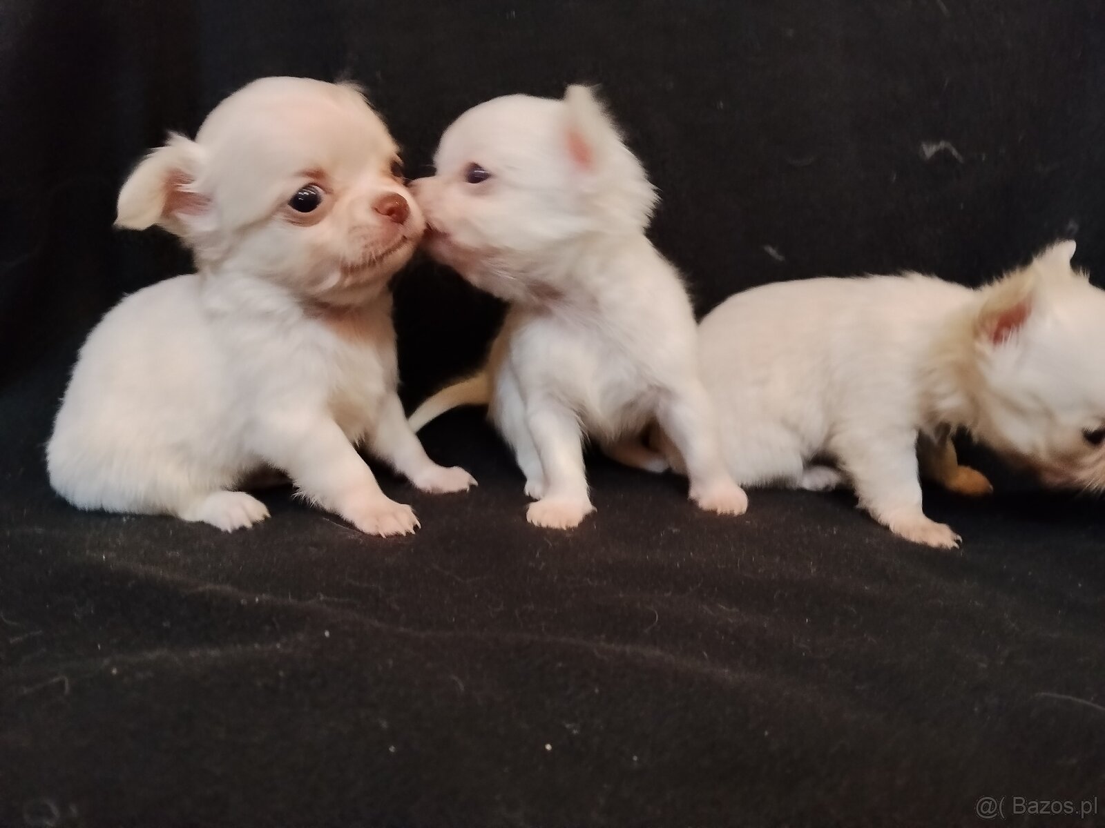 Chihuahua szczeniaczki sliczne - 4