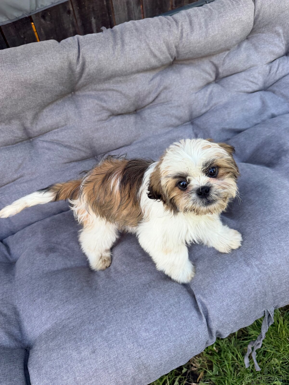 Szczeniaki Shih tzu - 4