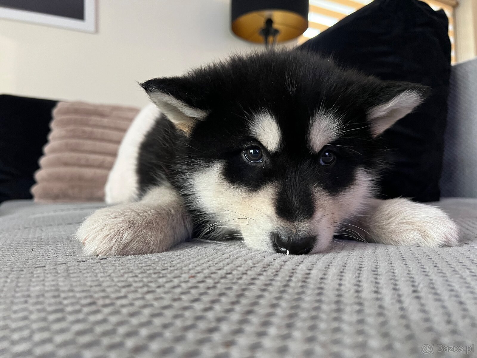 Alaskan Malamute szczeniaki - 4