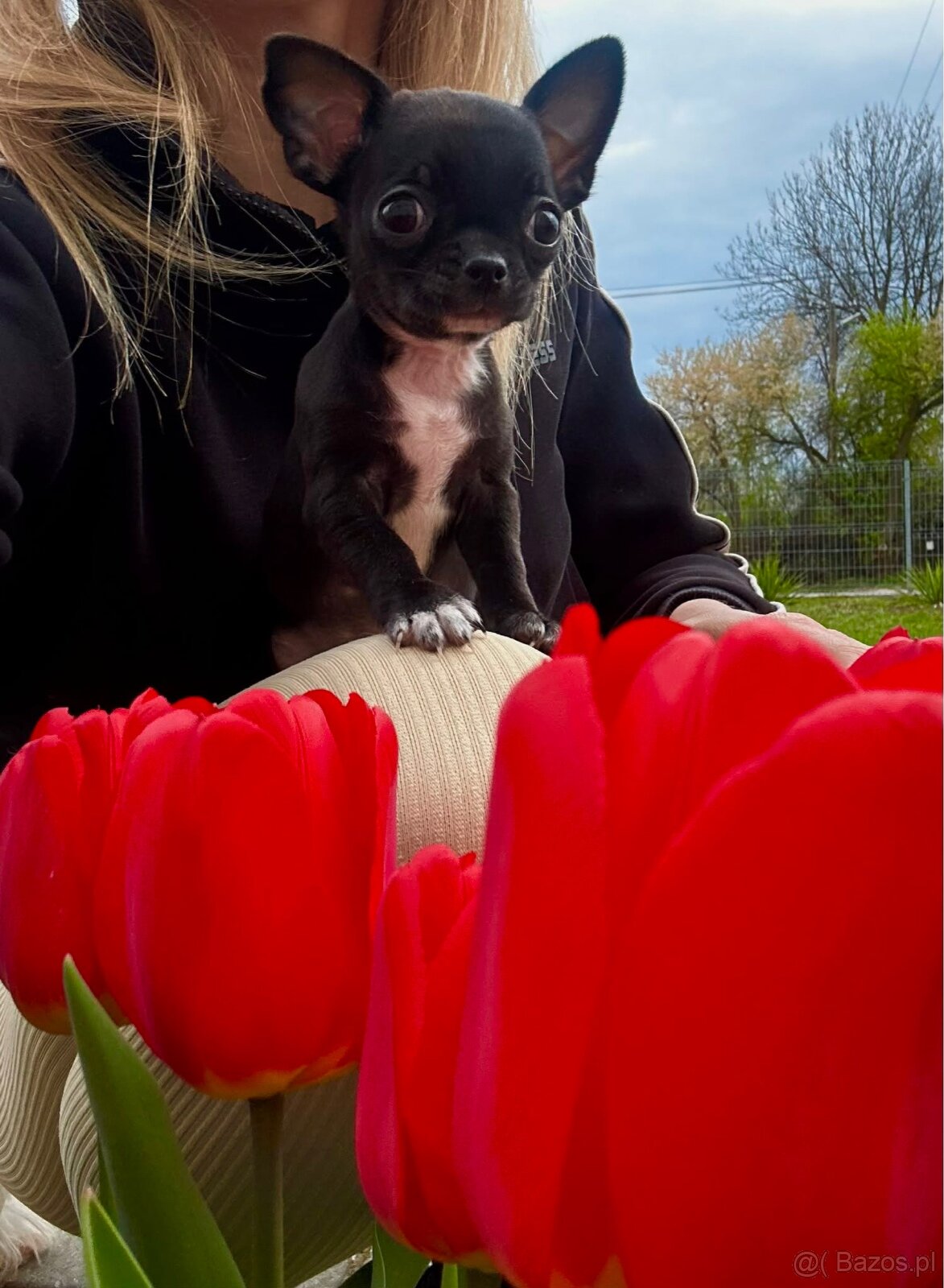 Chihuahua szczeniak - 4