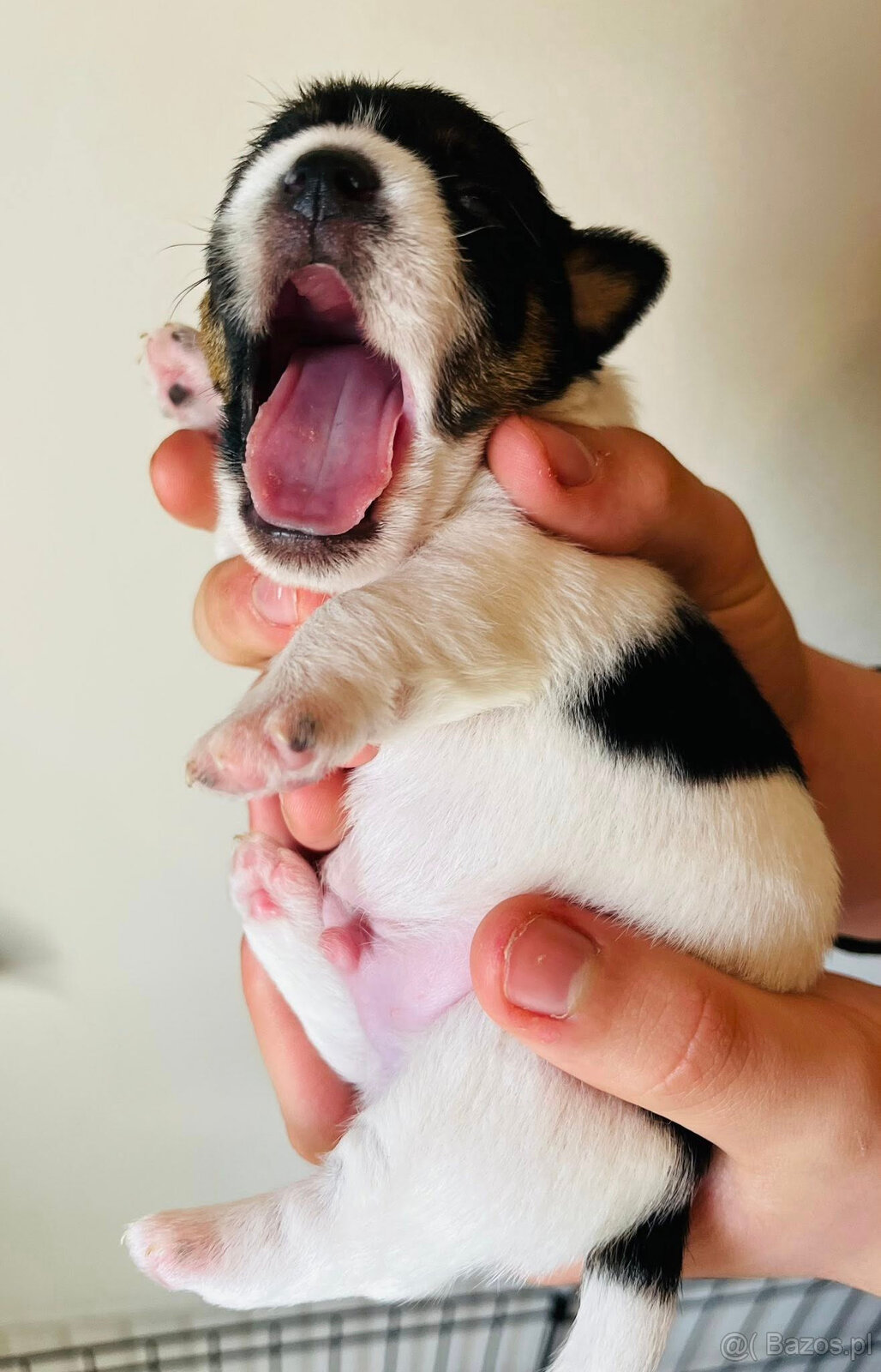 Jack Russell terrier - szczenięta z metrykami ZKwP - 4