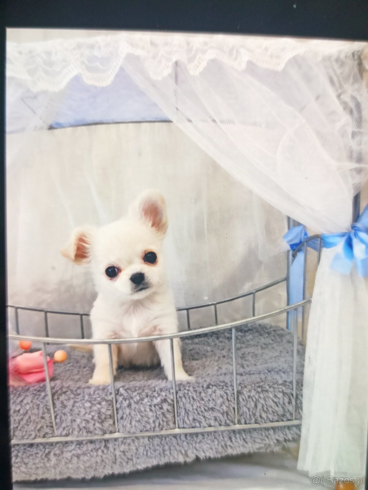 Chihuahua z rodowodem FCI. - 4