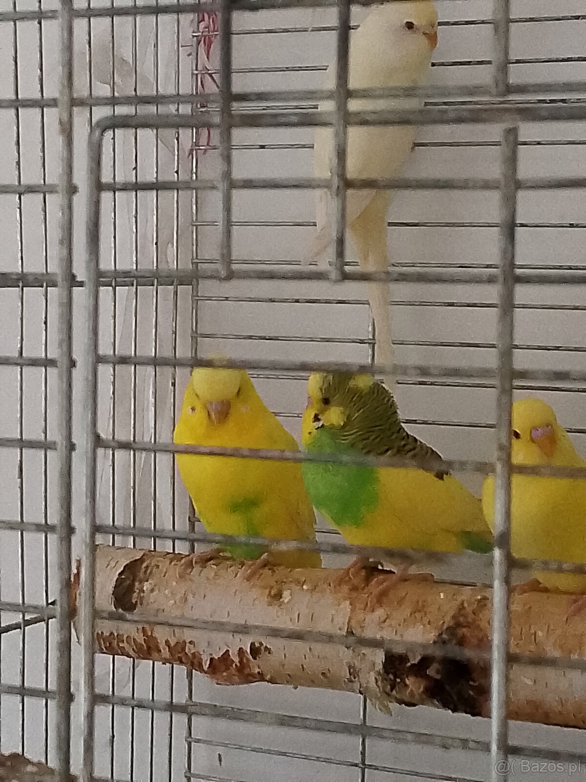 Młodziutkie papugi faliste - 4