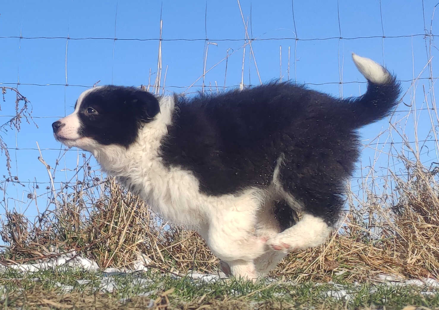 BORDER COLLIE - piękna suka z Hodowli - Szczenię z pełną dok - 4