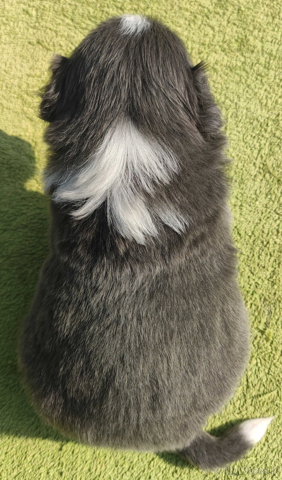 Rasowy Pies Border Collie maści BLUE - Szczeniak WILCZEK z p - 4