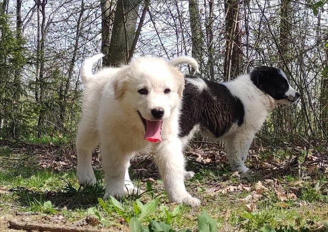 Rasowa suczka XJA ee-red Border Collie z pełną dok. przebada - 4
