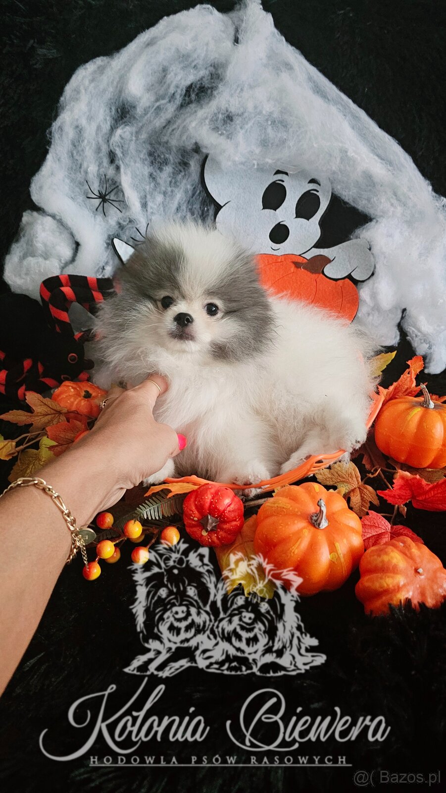 Szpic Miniaturowy/Pomeranian dla Konsenera Blue&white - 4