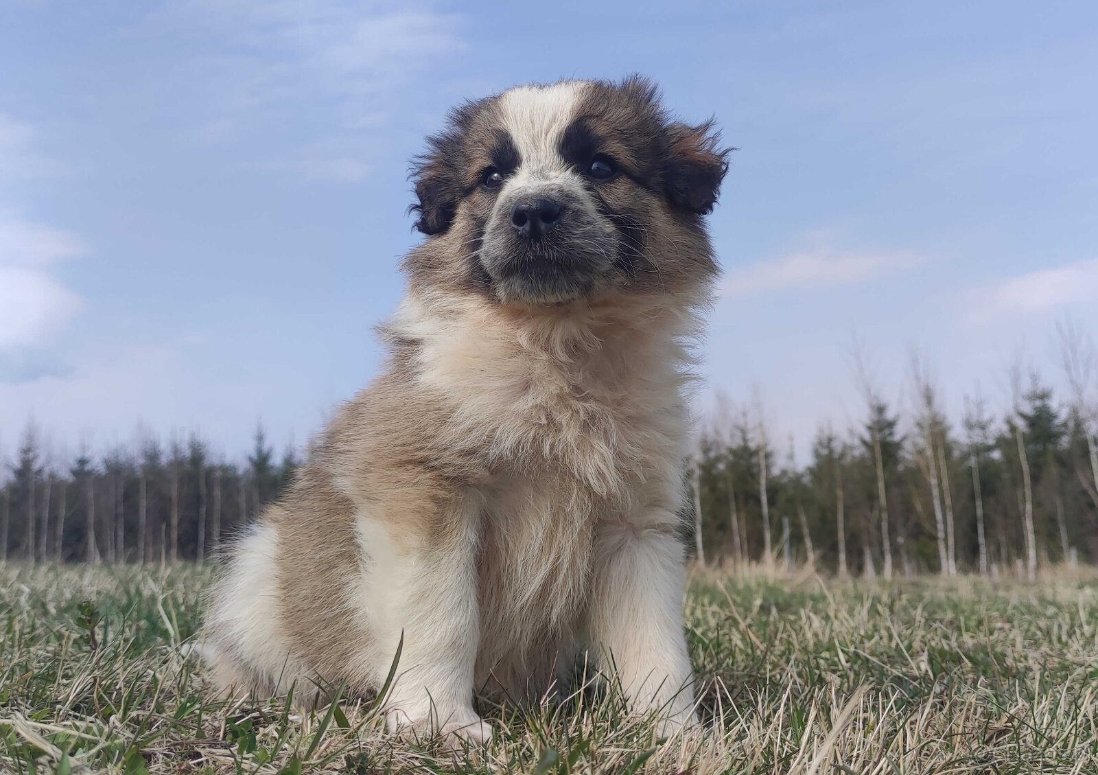 Piękny Pies Border Collie - XANDO z pełną dok. z hodowli do - 4