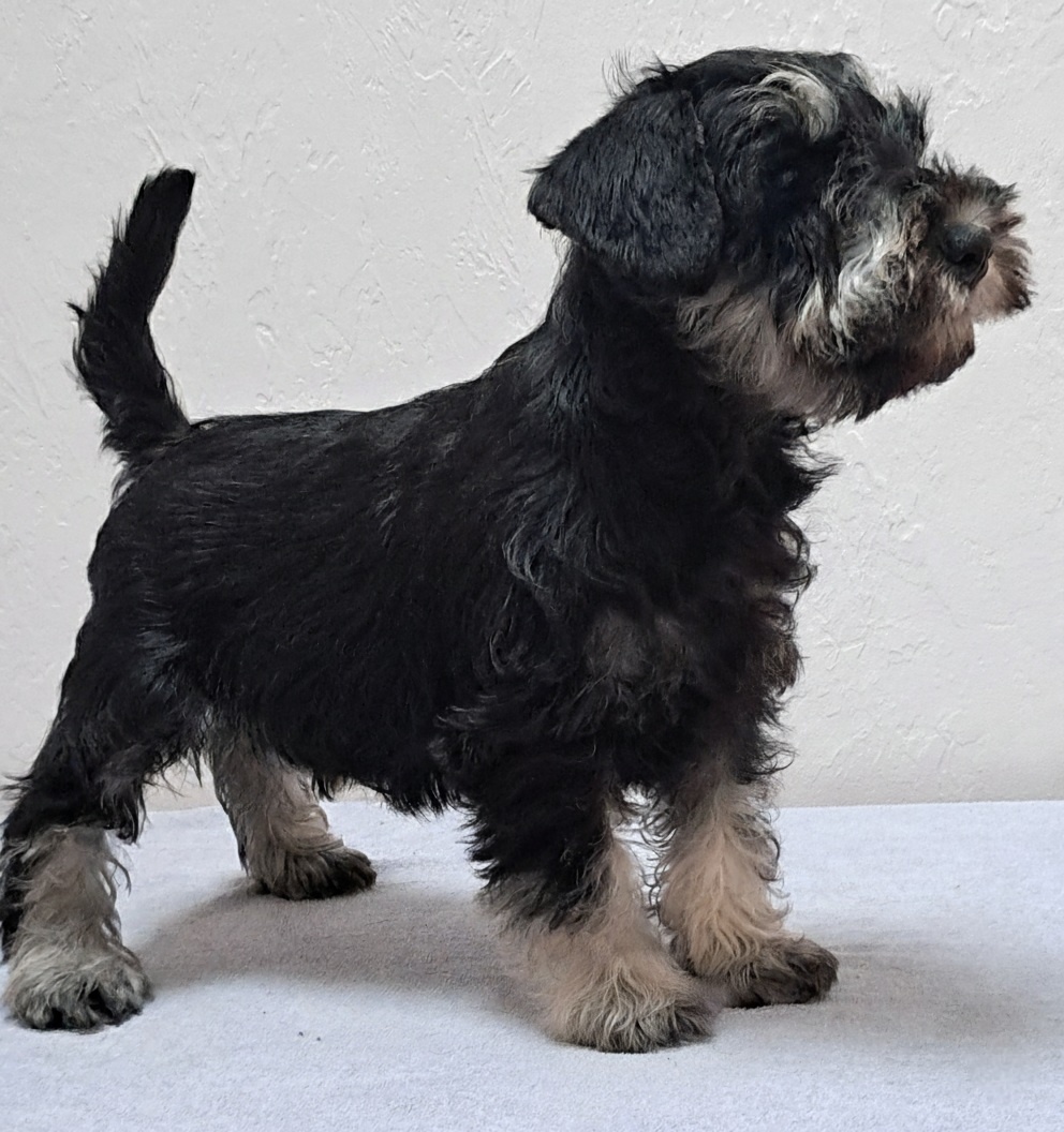 Sznaucer miniaturowy czarno-srebrny - 4