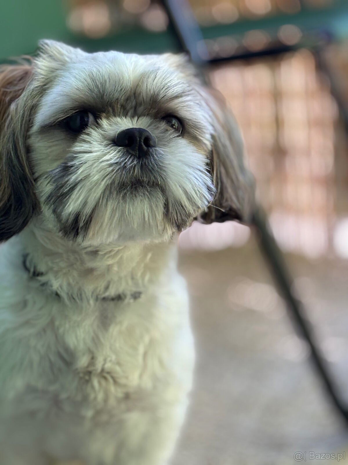 Shih Tzu - 4