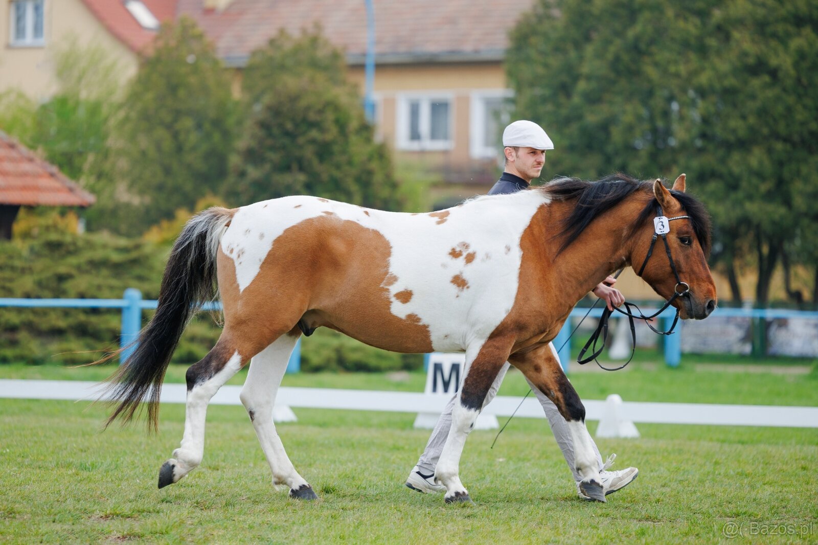 Ogier L-Karat srokaty tobiano homozygota - 4