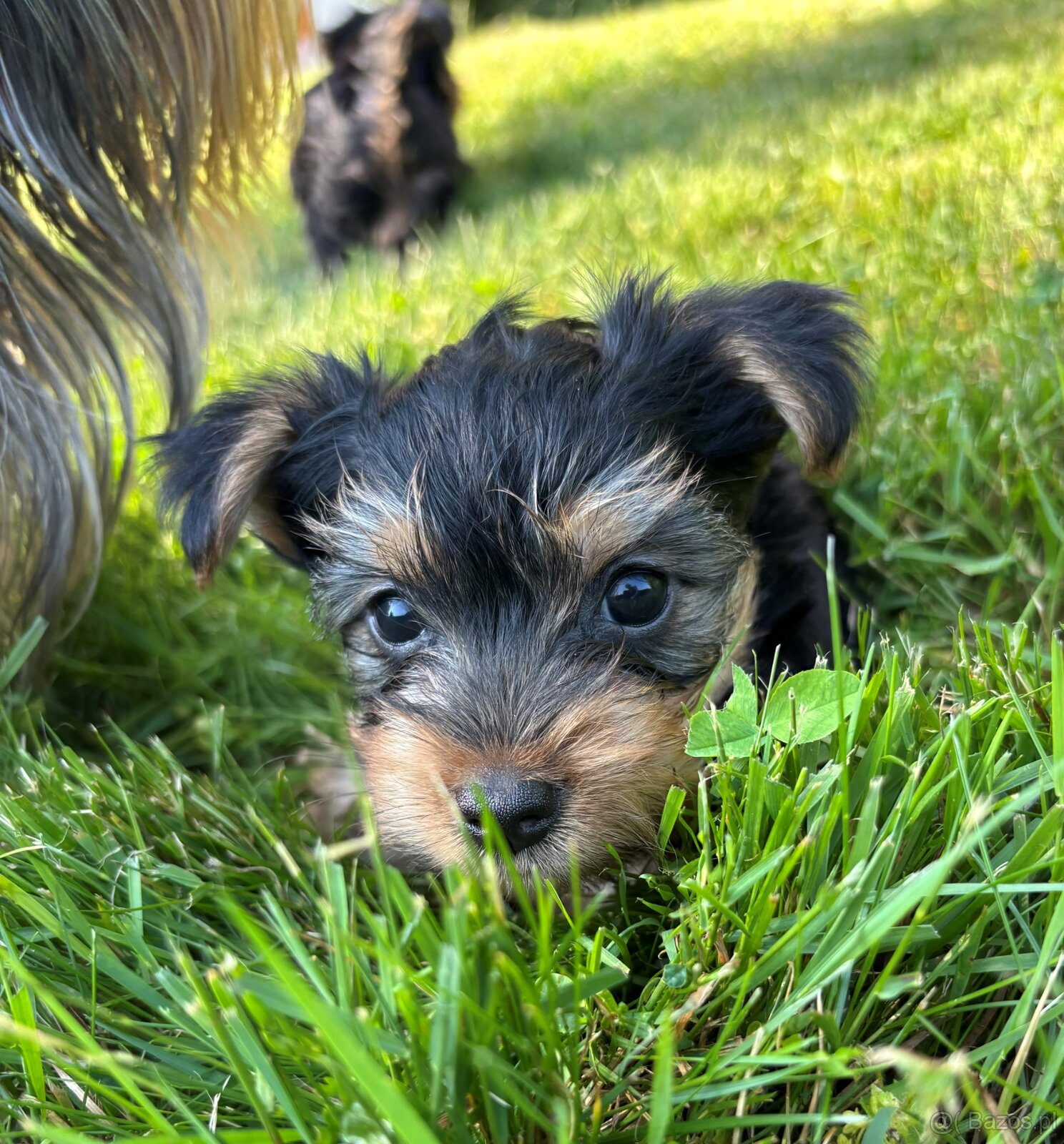 Dwie suczki – australijski silky terrier - 4