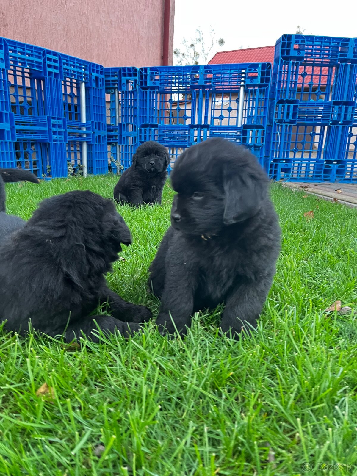 Nowofundland Kennel Club - 4