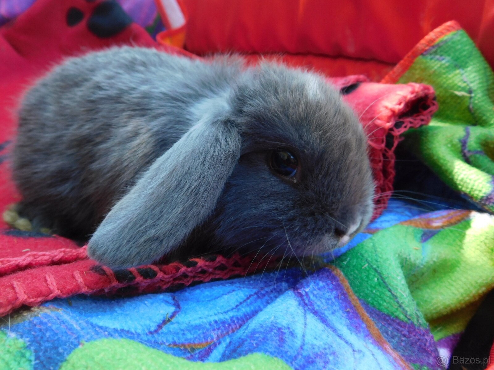 Piękne baranki mini lop - 4